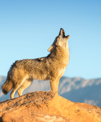 How to choose calls for coyote hunting