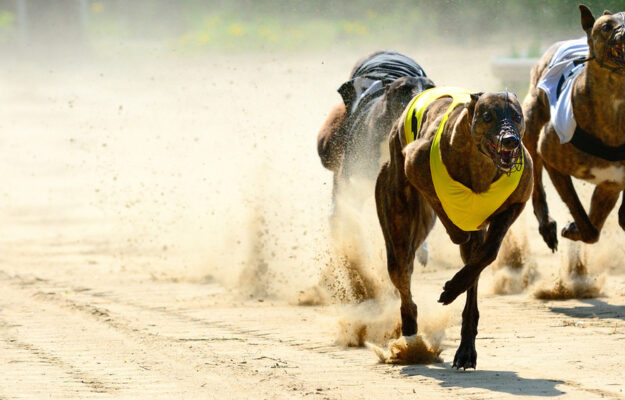 How Fast Can a Dog Run?
